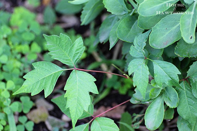 How to treat poison ivy