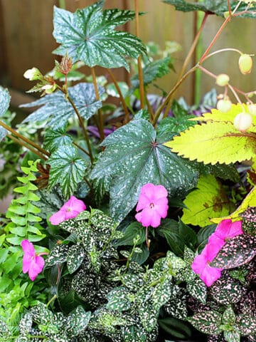 Summer Shade Container Planter using begonia, coleus, polka dot plants, ferns and other plants that can be taken in the house in the fall.