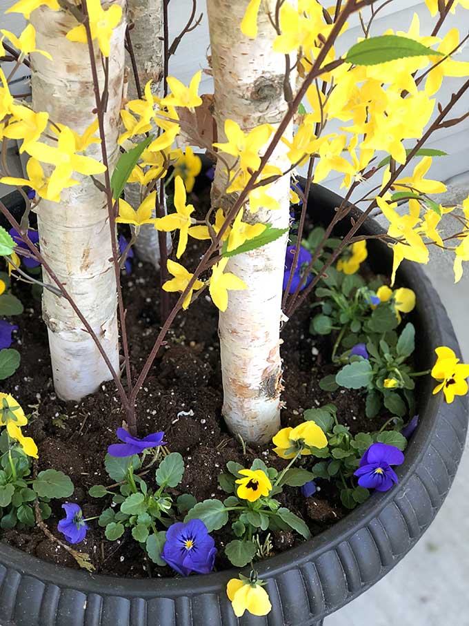 Spring pansies and forsythia 