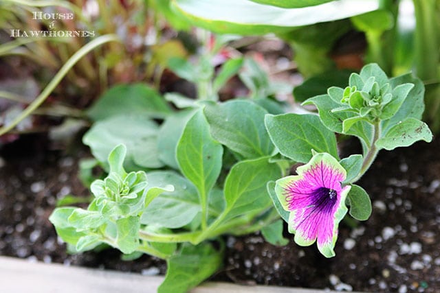 Supertunia Pretty Much Picasso is a wonderful chartreuse and lavender color