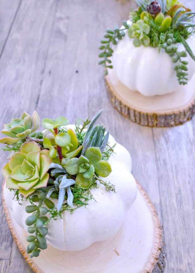 pumpkin centerpiece with succulents