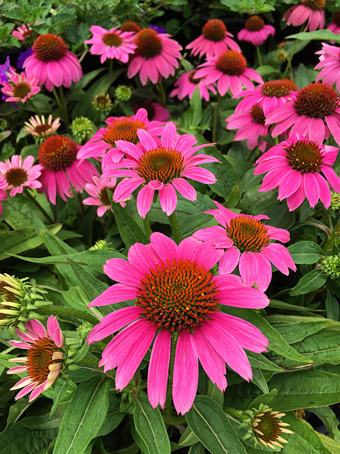 Purple coneflower plants