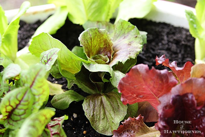 Radicchio - Red Leaf Chicory