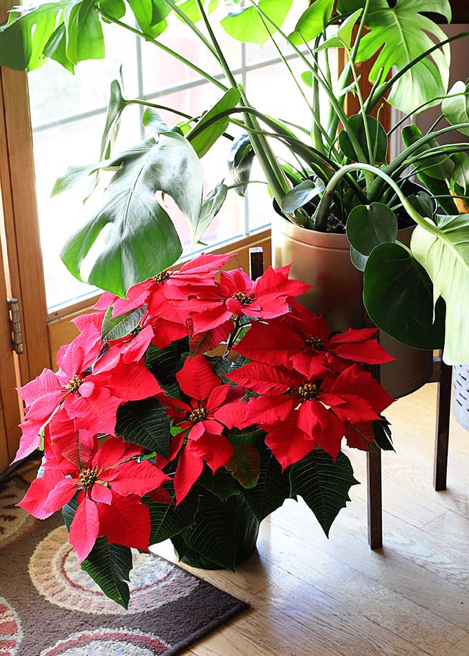 Red poinsettia