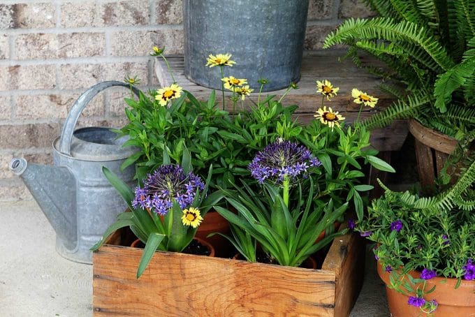 Flowers in an old wooden crate