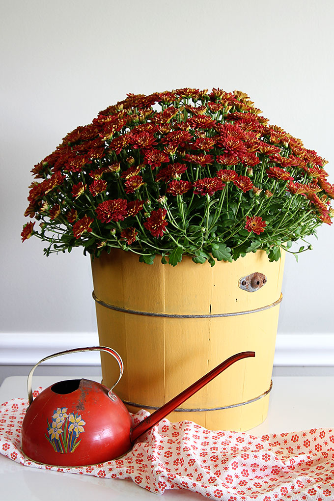 An old yard sale ice cream maker is turned into a rustic wooden planter with the help of chalk paint. A great way to upcycle a common thrift store find!