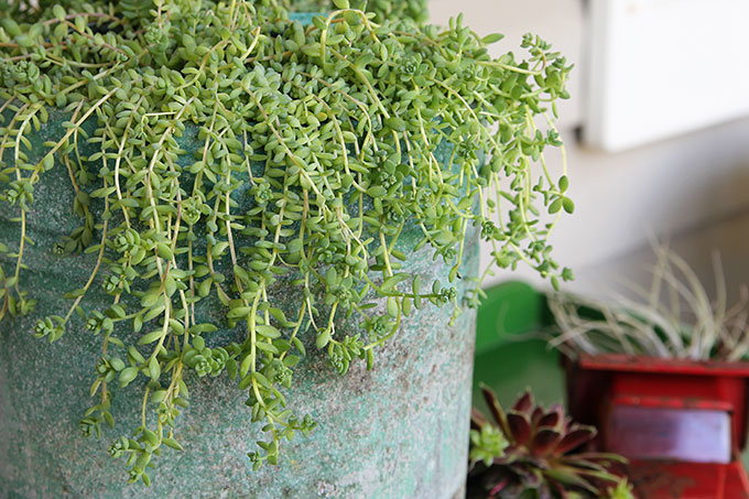 A chicken feeder or waterer filled with succulents is a great way to add a little farmhouse decor to your garden, porch or patio this summer. Other farmhouse garden planter ideas and tips on growing succulents are included!