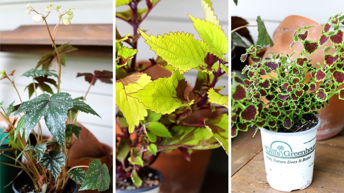 3 plants to be used in a shade container planter for the porch - Begonia 'Gryphon', Coleus Pineapple Beauty and Coleus Burgundy Wedding Train.