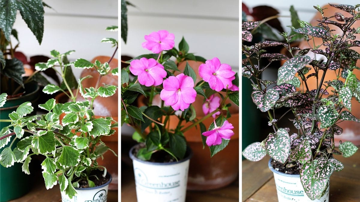 3 plants to be used in a shade container planter for the porch - Variegated Swedish Ivy, Sunpatiens Compact Hot Pink and Splash Select Pink Polka Dot Plant.