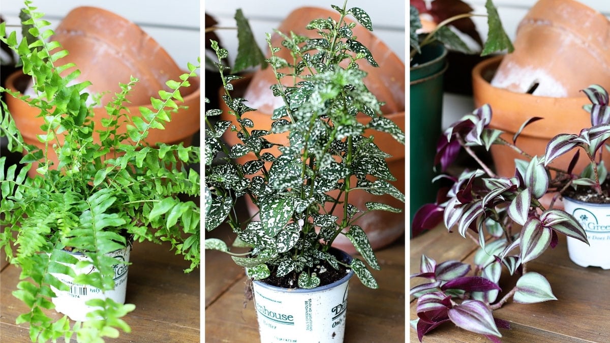 3 plants to be used in a shade container planter for the porch - Boston Fern, Splash Select White Polka Dot Plant and Wandering Dude aka Wandering Jew