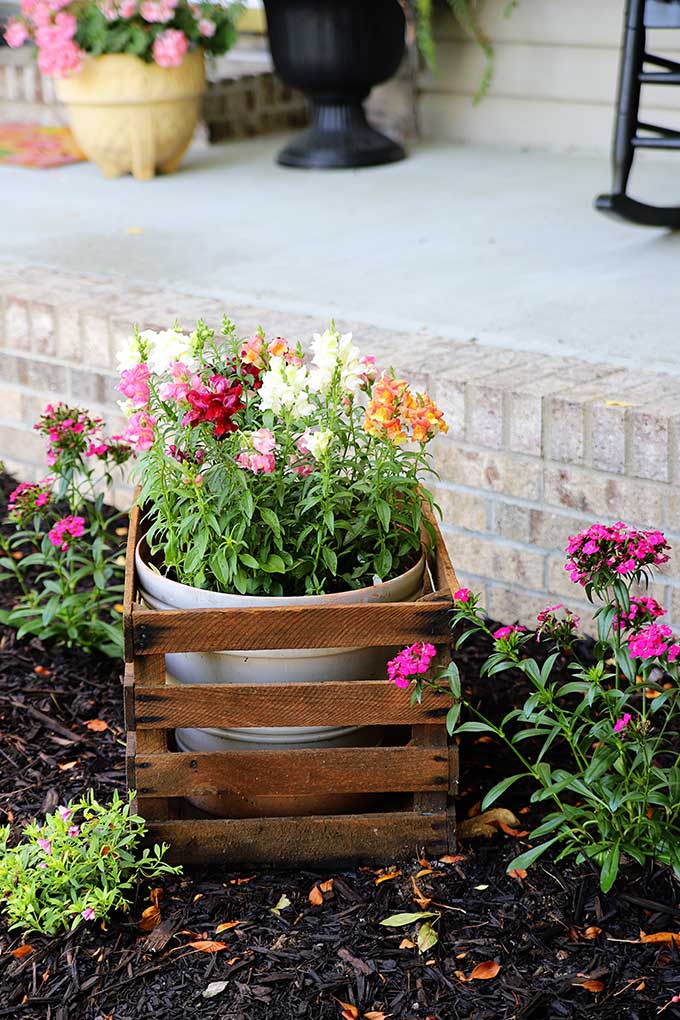 Colorful flowers for your flower beds