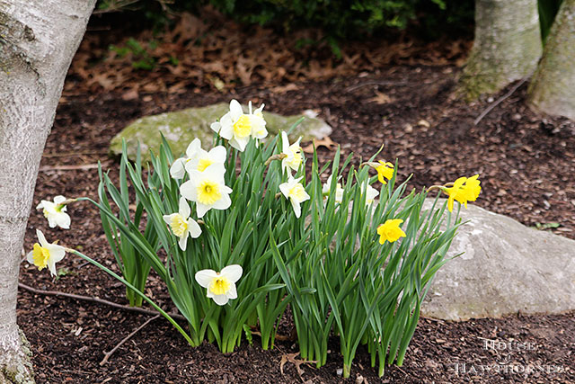 Spring daffodils