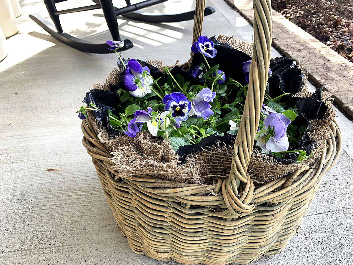 Spring pansy basket.