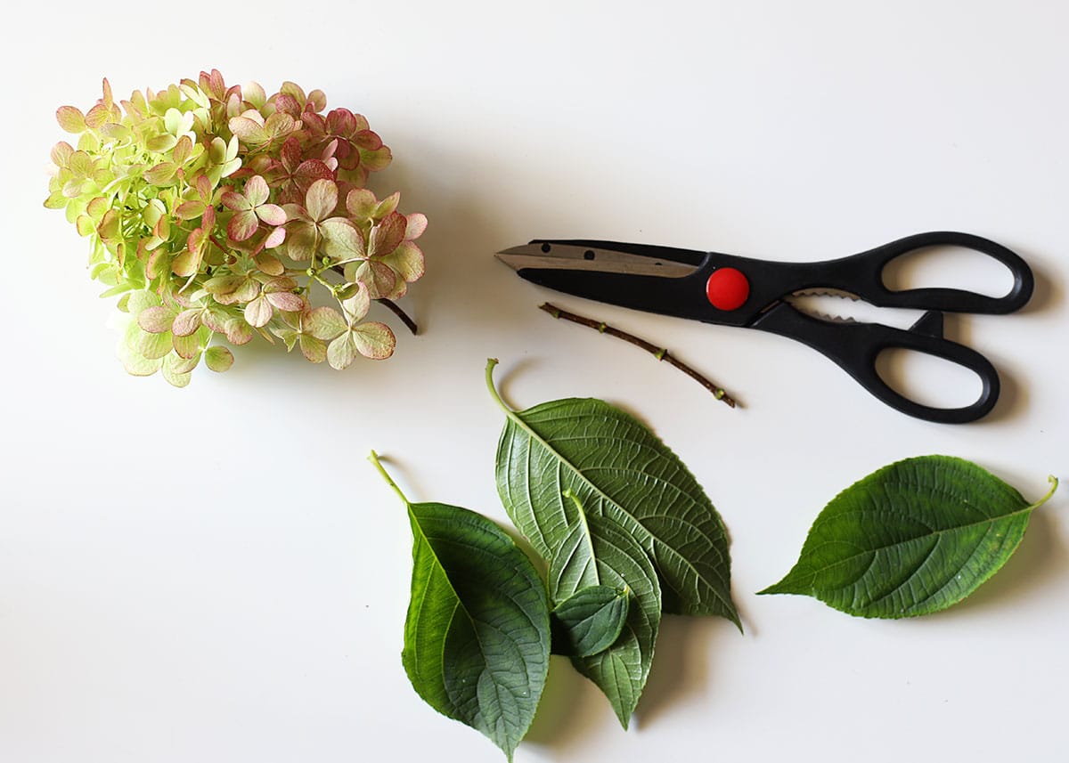 stripping leaves off hydrangea blooms for drying