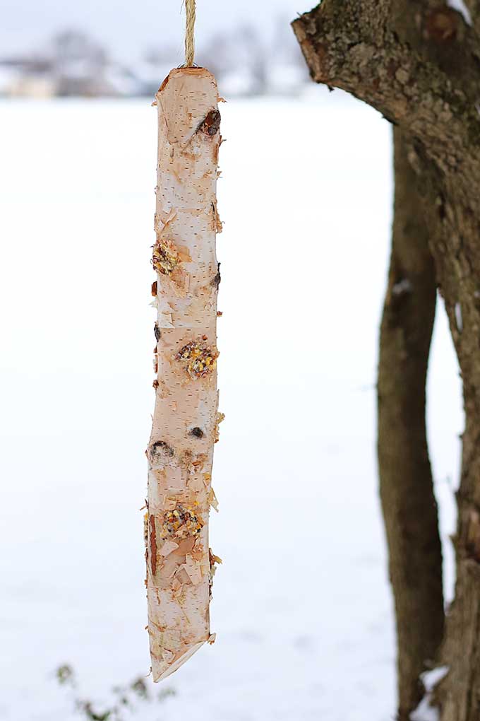 Log bird feeder DIY project using suet