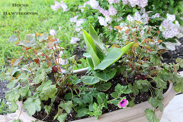 Summer combo planter using Coral Bells, Cana and Supertunia Pretty Much Picasso