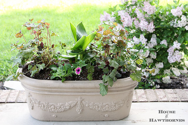 Summer porch planter with Tropical Rose Canna, Pretty Much Picasso Supertunia and Harvest Burgundy Coral Bells