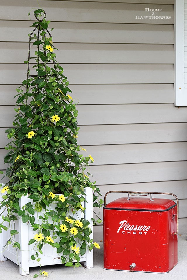 Black-eyed Susan vine and a vintage Pleasure Chest on a fun summer porch with a bit of vintage decor