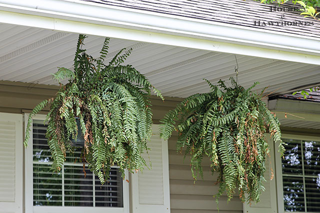 Boston ferns on a fun summer porch with a bit of vintage decor