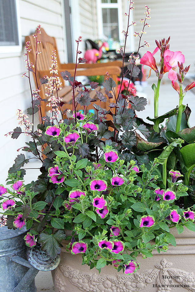 Summer porch planter with Tropical Rose Canna, Pretty Much Picasso Supertunia and Harvest Burgundy Coral Bells