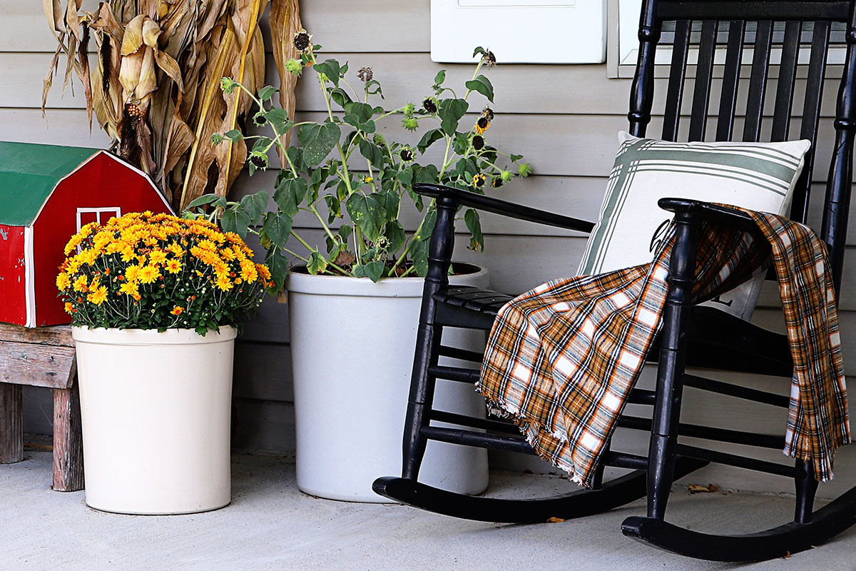 Sunfinity Sunflower plant setting in a crock on a fall front porch.