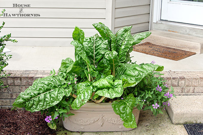 Sure it is one of the healthiest vegetables out there, but Swiss Chard can also used as an ornamental plant! Fantastic accent for your container gardening!