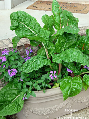 Sure it is one of the healthiest vegetables out there, but Swiss Chard can also used as an ornamental plant! Fantastic accent for your container gardening!