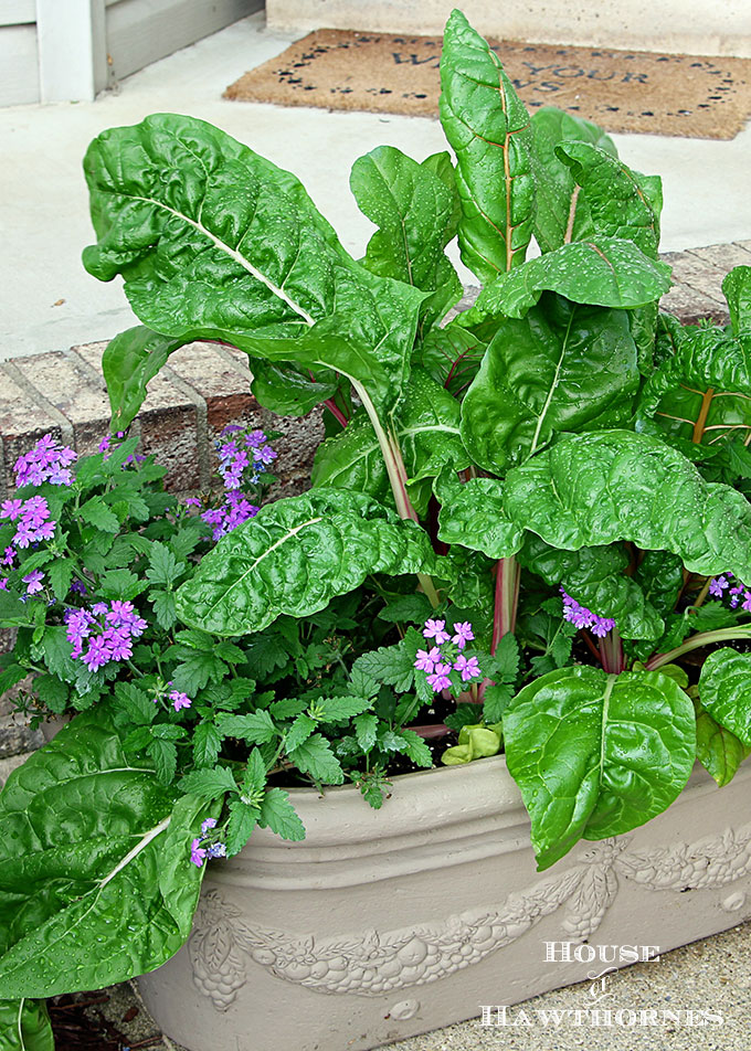 Sure it is one of the healthiest vegetables out there, but Swiss Chard can also used as an ornamental plant! Fantastic accent for your container gardening!