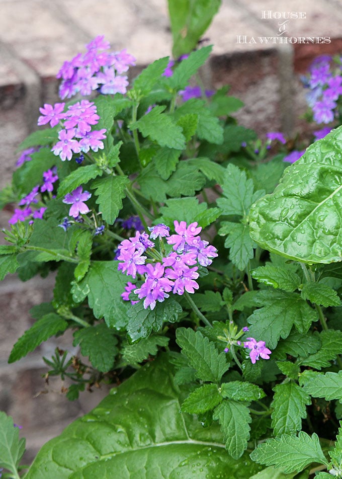 Sure it is one of the healthiest vegetables out there, but Swiss Chard can also used as an ornamental plant! Fantastic accent for your container gardening!