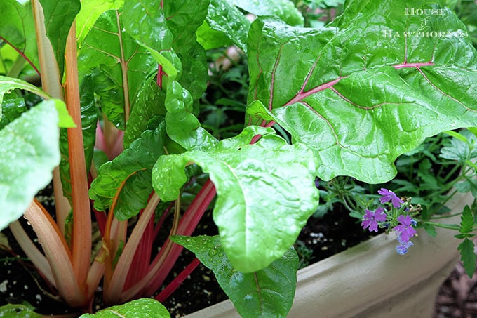 Sure it is one of the healthiest vegetables out there, but Swiss Chard can also used as an ornamental plant! Fantastic accent for your container gardening!