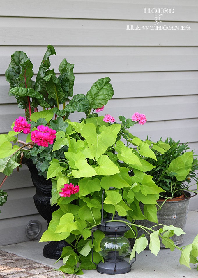 Sure it is one of the healthiest vegetables out there, but Swiss Chard can also used as an ornamental plant! Fantastic accent for your container gardening!