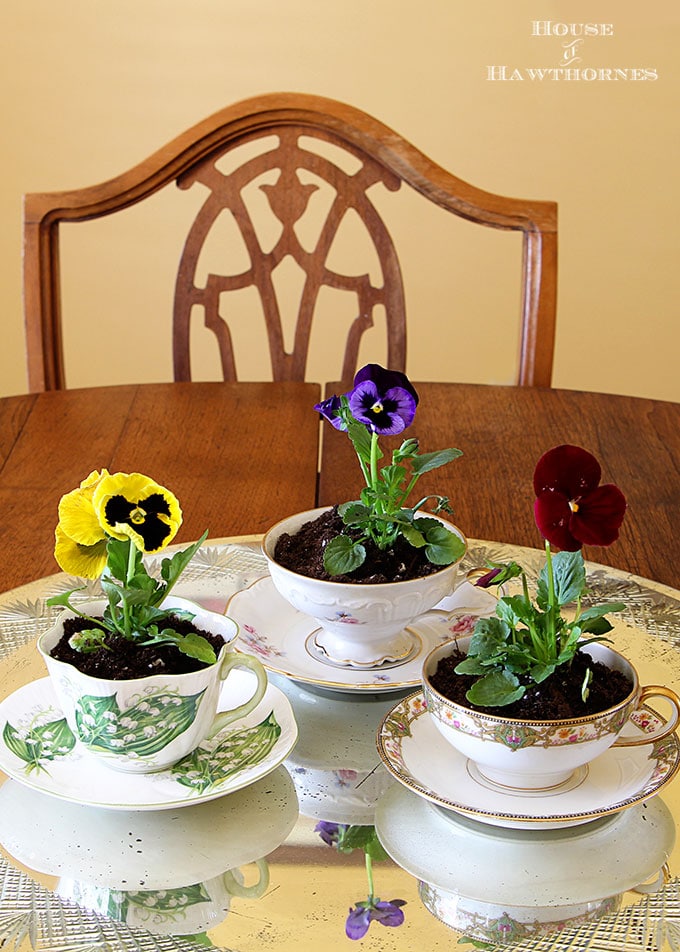 Pansies planted in teacups for spring table decor