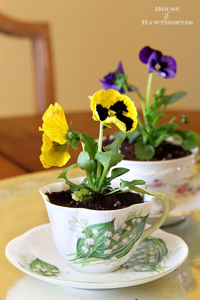 Pansies in teacups for spring decor