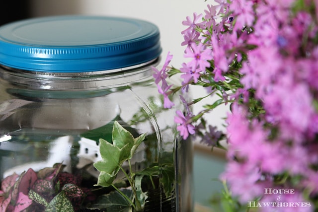 Terrarium tutorial - vintage looking terrarium made out of glass cracker jar from Walmart