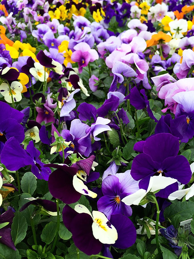 Viola (Viola x wittrockiana) - Cold tolerant early spring flowers to plant now and enjoy all spring long. These colorful plants can survive a light frost and keep looking great.