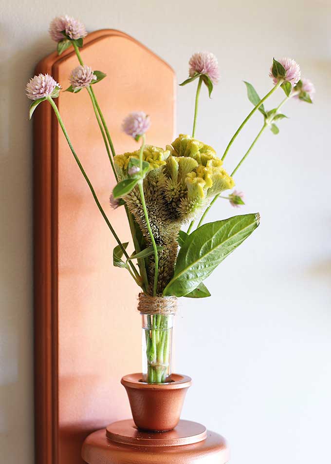 green cockscomb Celosia flower 