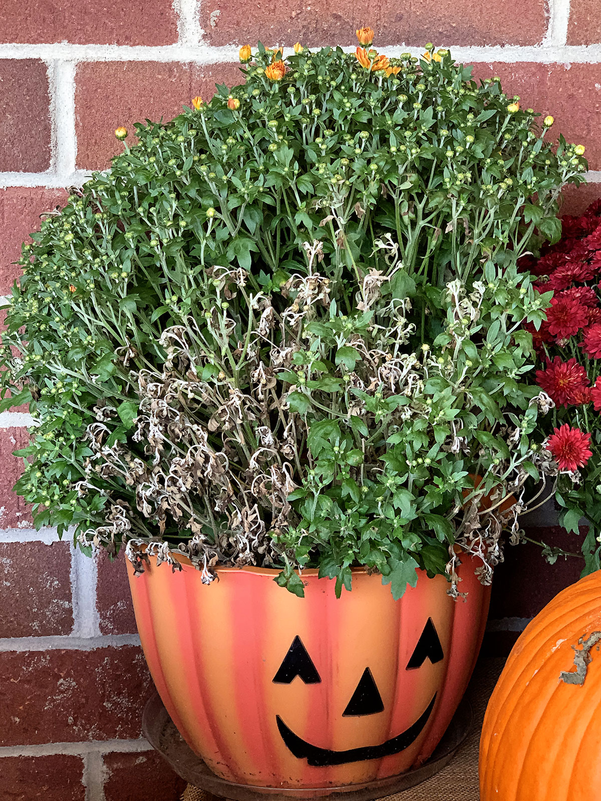 A fall mum in a Halloween pumpkin planter that may have  Chrysanthemum Verticillium Wilt. 