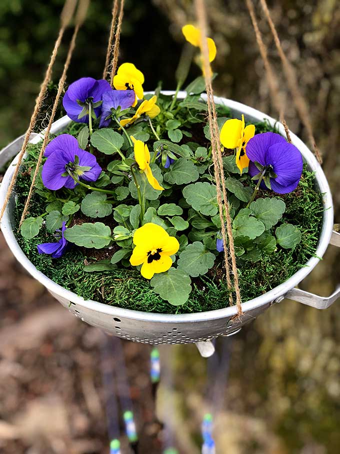 Pansies planted in upcycled colander